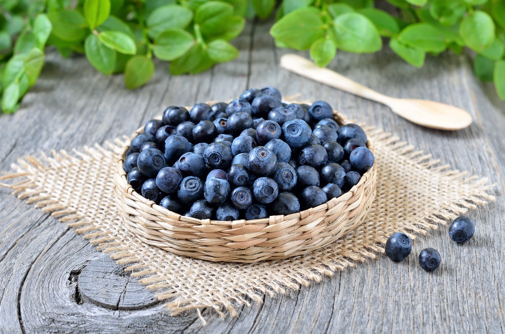 Bilberry Anthocyanins for Macular Degeneration